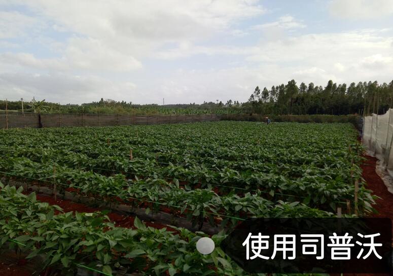 水溶肥的神奇奧秘，作物黃化也能治