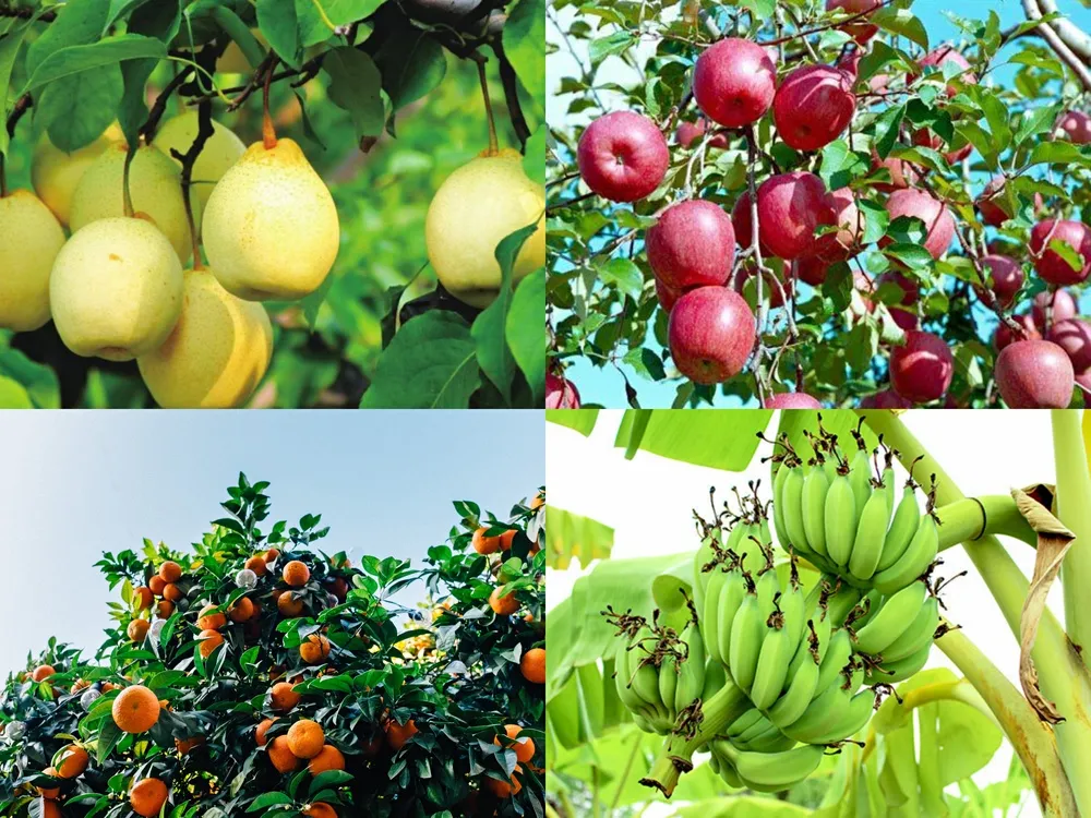 磷酸二氫鉀的幾個(gè)神奇組合方案，讓你的作物成為別人家羨慕的對(duì)象？