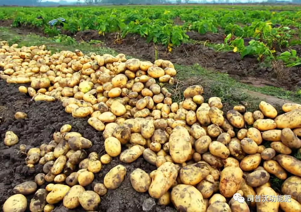 含腐殖酸的水溶肥料為什么能讓客戶贊不絕口？