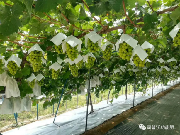 解密磷酸二氫鉀作用技巧，有些技巧你還真的不知道