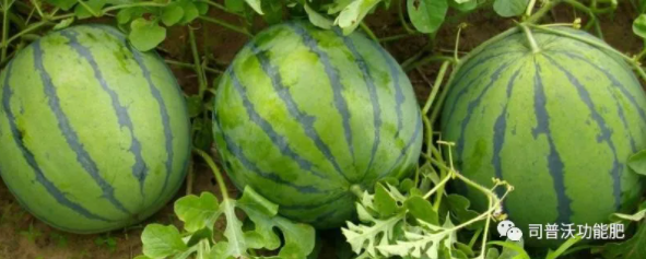 西瓜苗期6大殺手該如何防治？一定不要忽略這些病害