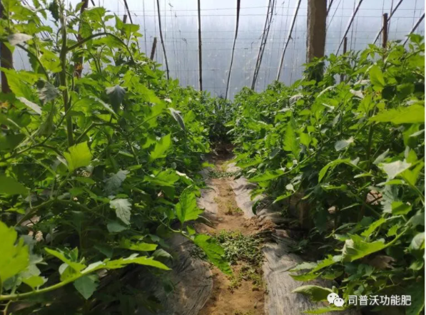 快扔掉控旺藥吧！“它”能起到控旺的作用，不僅效果顯著，也沒有肥害！