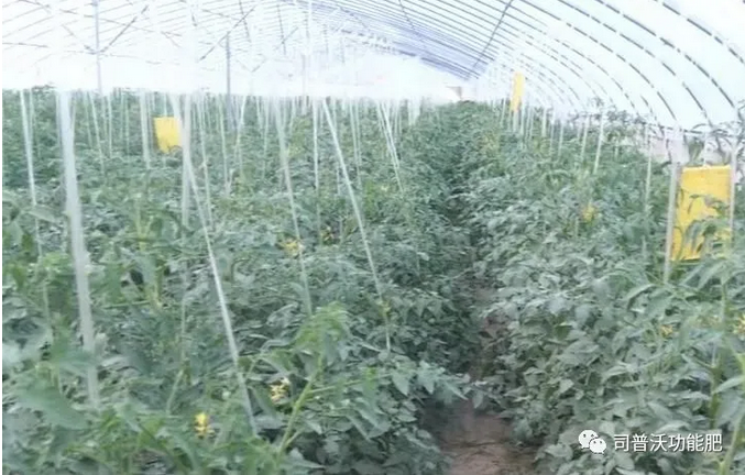 番茄卷葉不只是因?yàn)楦邷睾洼喿髂敲春?jiǎn)單，葉片“向上卷”和“向下卷”也不一樣！