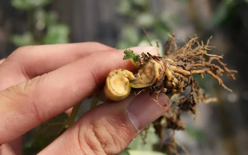 葡萄根腐病怎么辦？別擔(dān)心，司普沃赫蔓微生物菌劑能有效解決！