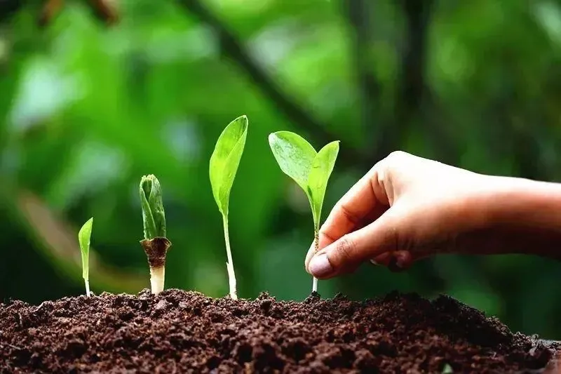 為什么你用了腐植酸會(huì)感覺沒效果？腐植酸如何正確使用，很多人不知道