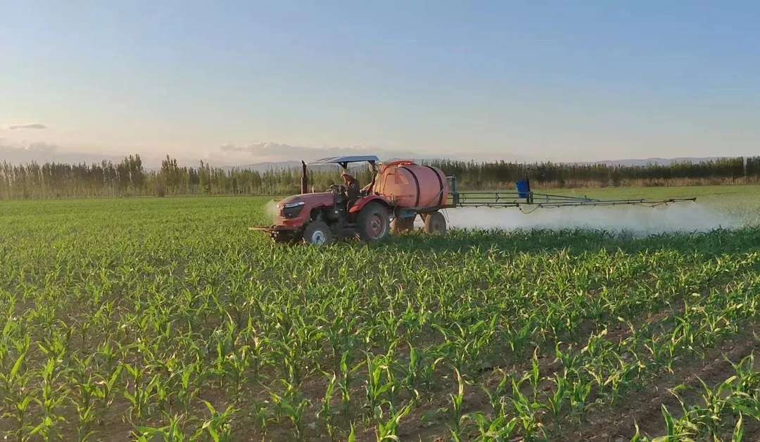 如何防止玉米倒伏？做好這三點(diǎn)*關(guān)鍵?。?！