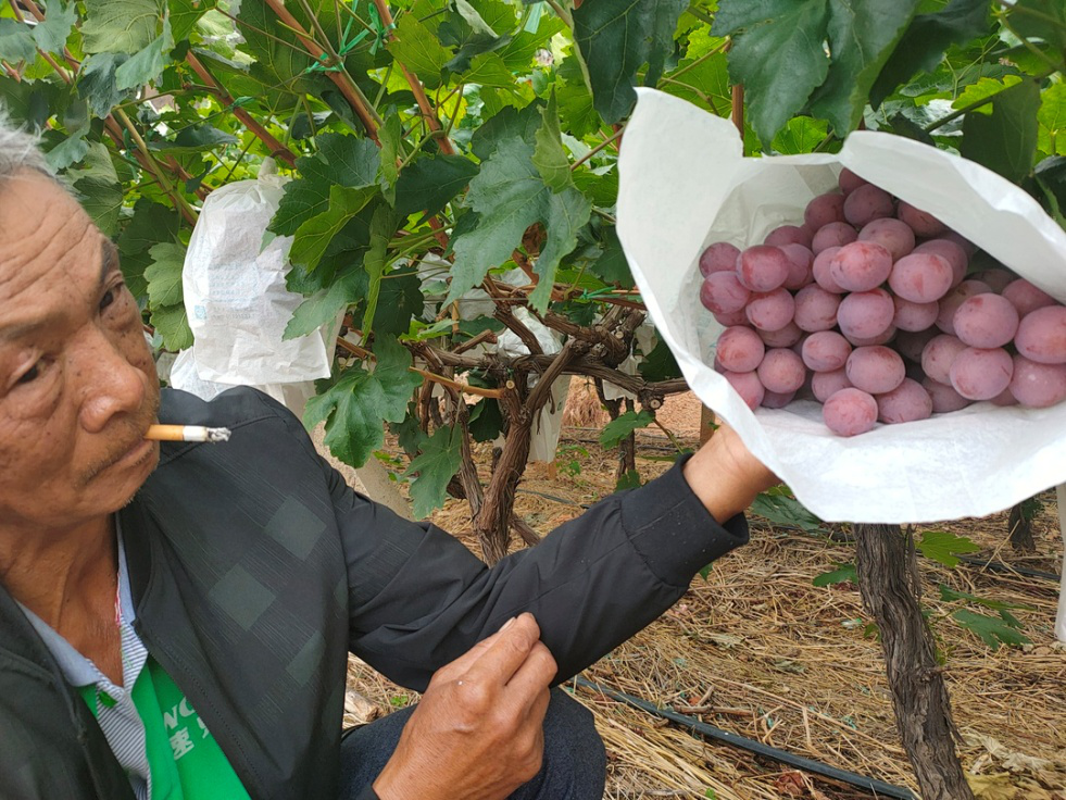 葡萄干筋怎么辦？司普沃叫你一招有效預(yù)防和解決