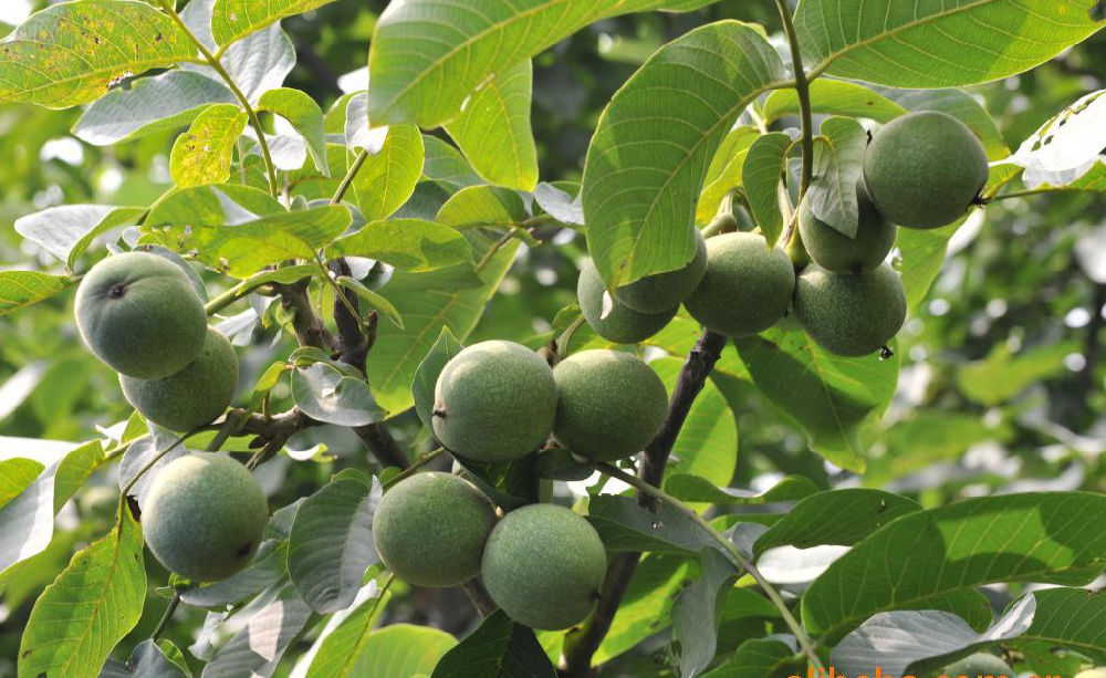 核桃早期落果，降低收益，怎么辦？