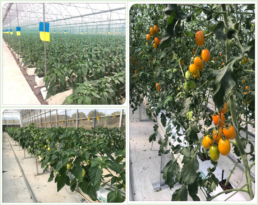 番茄早疫病害怎么辦！原來(lái)是這個(gè)原因