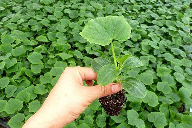 越夏黃瓜旺長徒長怎么辦?司普沃教您一招有效解決。