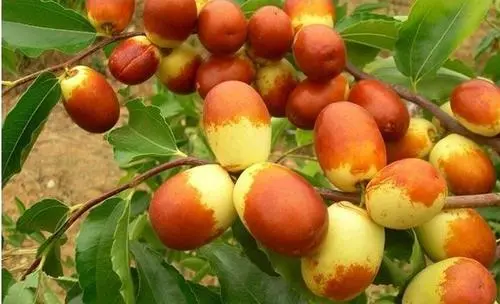 棗樹出現(xiàn)裂果，是什么原因，來聽聽司普沃是怎樣說的