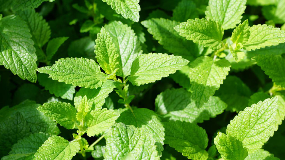 薄荷該怎樣提高產(chǎn)量，司普沃來為大家科普高產(chǎn)種植技術(shù)
