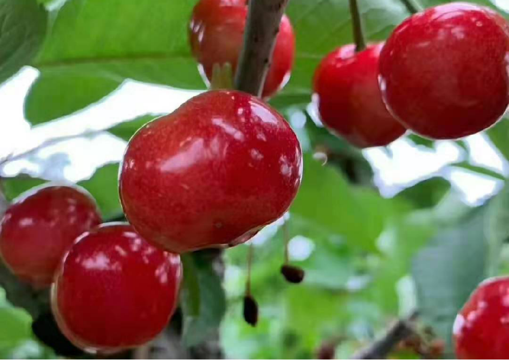 大櫻桃采收后如何管理，來看看司普沃的這篇文章