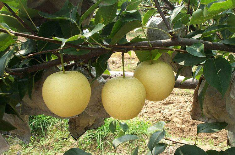 黃冠梨發(fā)生雞爪病，不知道發(fā)病原因和預(yù)防措施，來看看司普沃的這篇文章