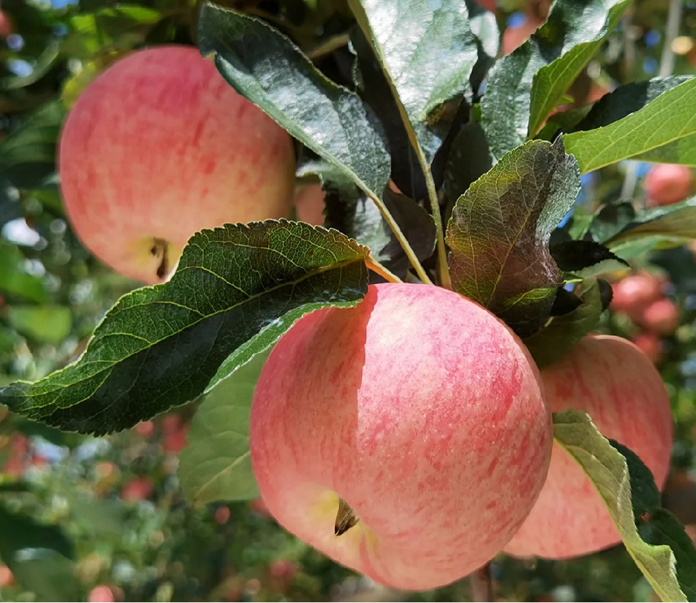 蘋果進(jìn)入二次膨大期，不知道該怎樣施肥，司普沃來幫助大家