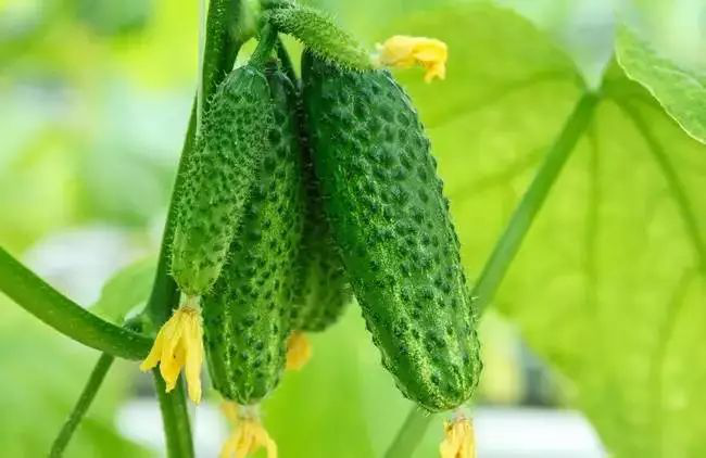 黃瓜長勢(shì)不齊，司普沃教您怎樣才能使黃瓜苗齊苗壯