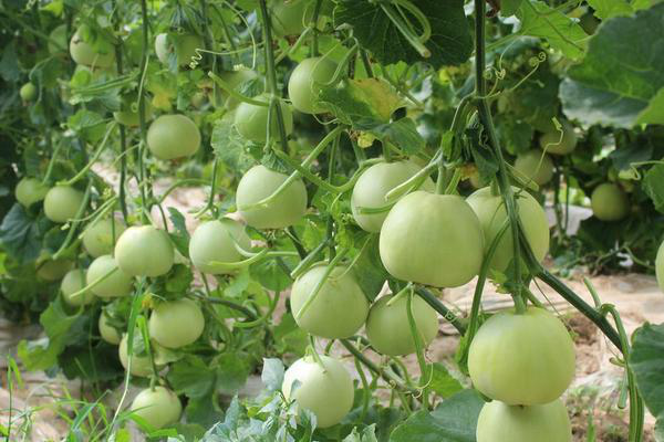 拱棚甜瓜下部葉片發(fā)黃，咋回事？來看看司普沃是怎么說的