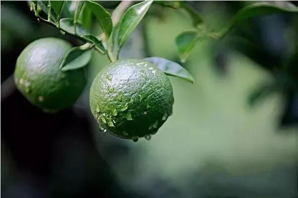 柑橘果實(shí)偏小，不知道如何選肥料，來看司普沃這篇文章