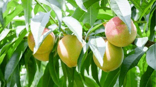 果實(shí)膨大期，遇持續(xù)降雨，怎么辦？司普沃來幫您