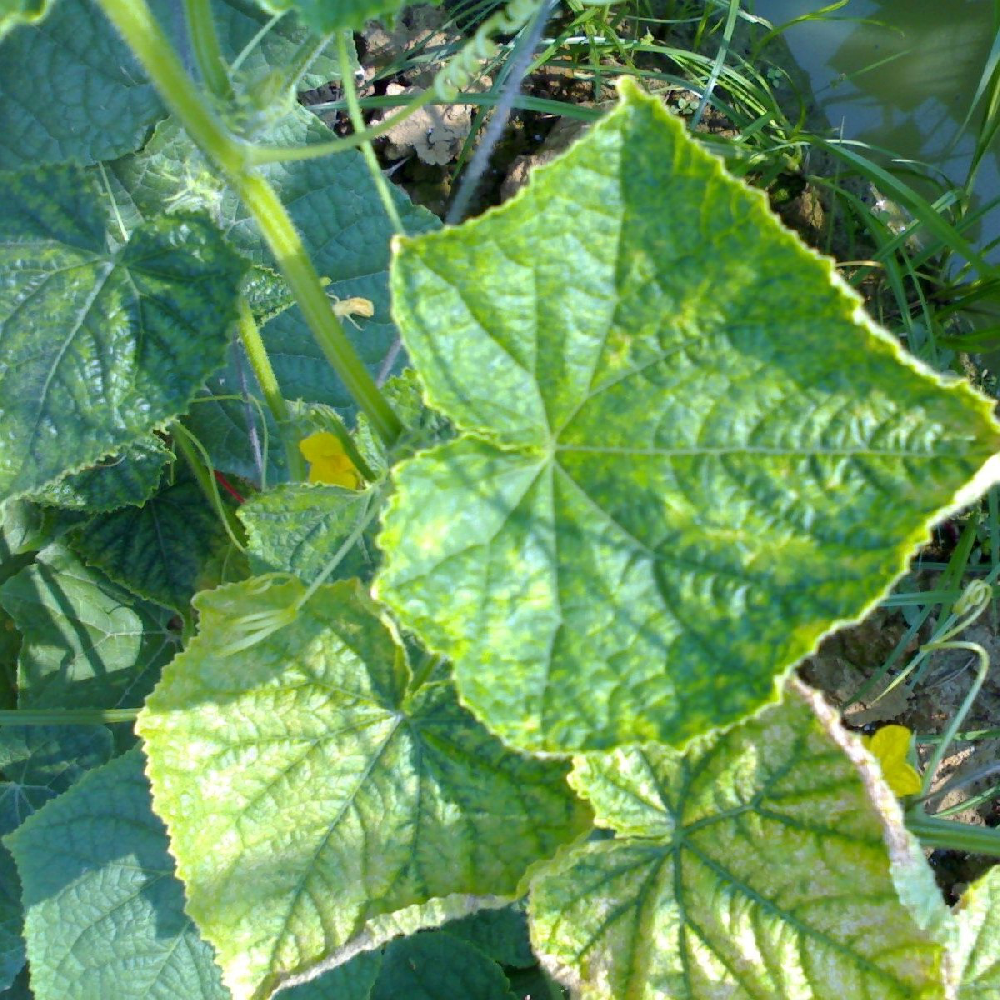 黃瓜出現(xiàn)黃葉，找不到病因，司普沃教您從這3方面查找