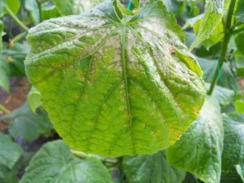 出現(xiàn)肥害的原因有很多，應(yīng)該怎樣解決呢？速看司普沃這篇文章！