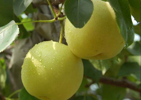 碭山酥梨糠化了，快與司普沃一起探究原因和解決方案吧！