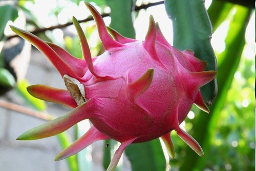 暴雨之后，火龍果園被淹！司普沃幫您進(jìn)行災(zāi)后補(bǔ)救