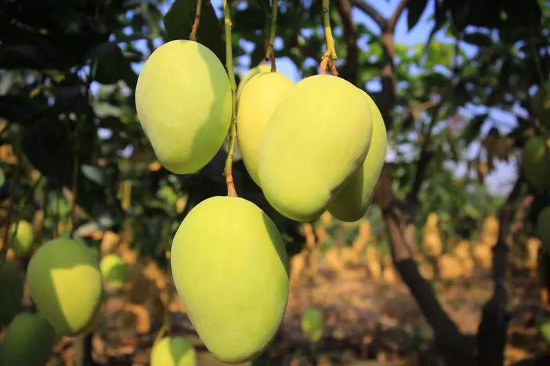 芒果落果嚴(yán)重，卻又得不到解決？司普沃來幫忙