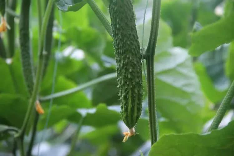 棚室黃瓜出現(xiàn)徒長(zhǎng)的原因是什么？該如何控制？速看司普沃這篇文章