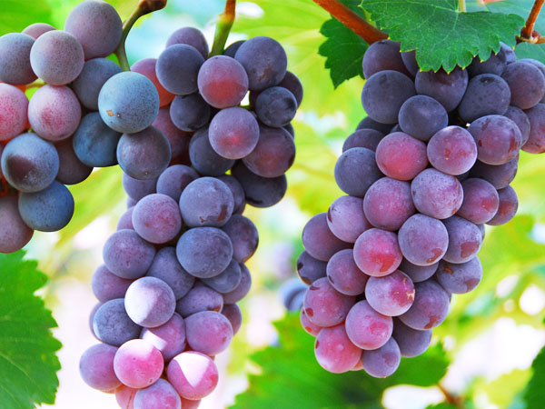 葡萄轉(zhuǎn)色期，突遇到返青怎么辦？司普沃幫您有效解決