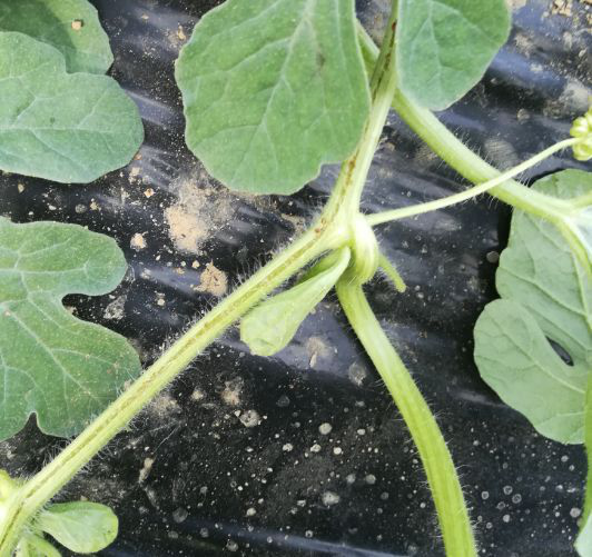 西瓜出現(xiàn)裂蔓，司普沃教您如何有效解決