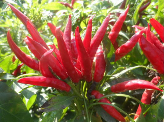 小米辣出現(xiàn)爛果，施藥后治標(biāo)未治本，司普沃教您如何有效解決