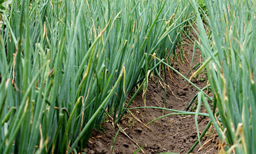 大蔥干尖黃葉，司普沃帶您了解原因及其防治措施！