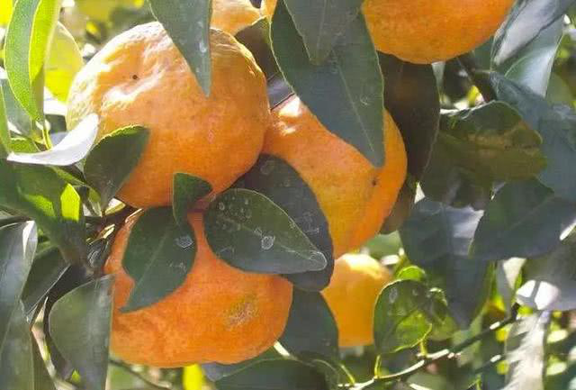 柑橘出現(xiàn)浮皮果，怎么辦？司普沃來幫您！