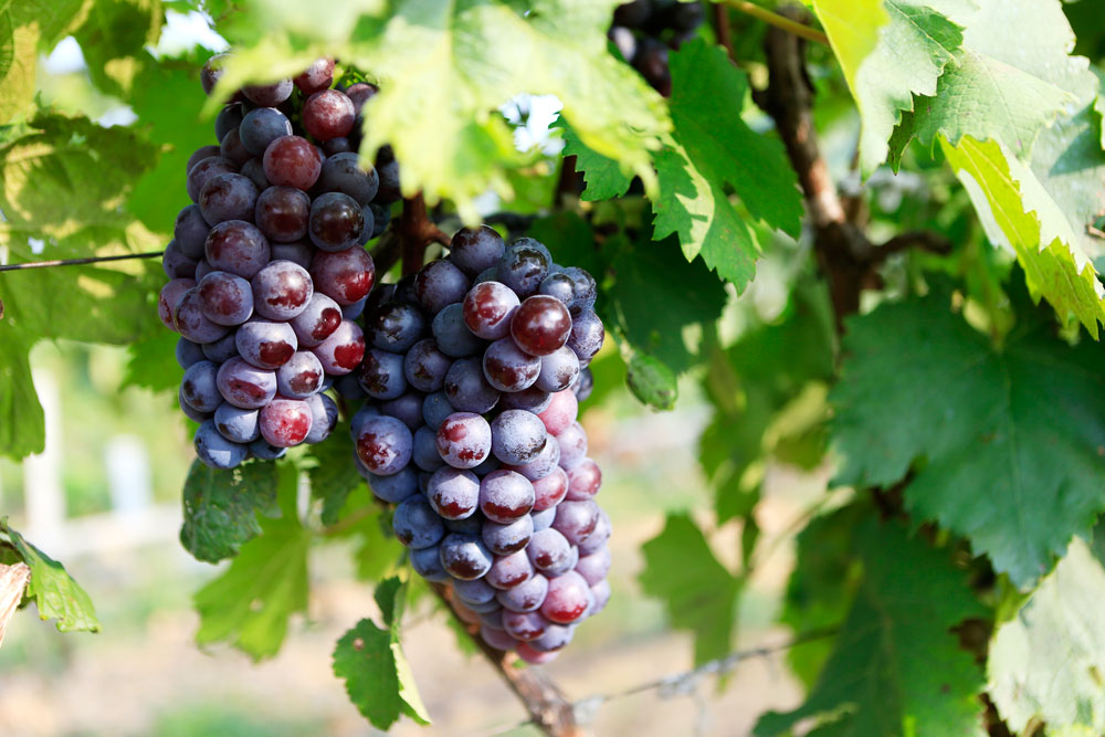 如何促進(jìn)葡萄著色，司普沃教您幾招，速看！