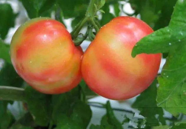 注意！秋茬西紅柿轉(zhuǎn)色不好，啥原因？速看司普沃這篇文章