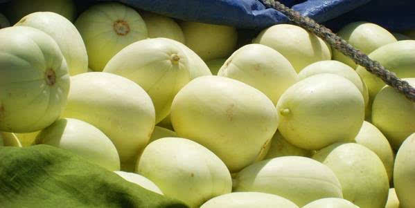 甜瓜出現(xiàn)早衰，司普沃告訴您早衰原因和防治措施，速看！