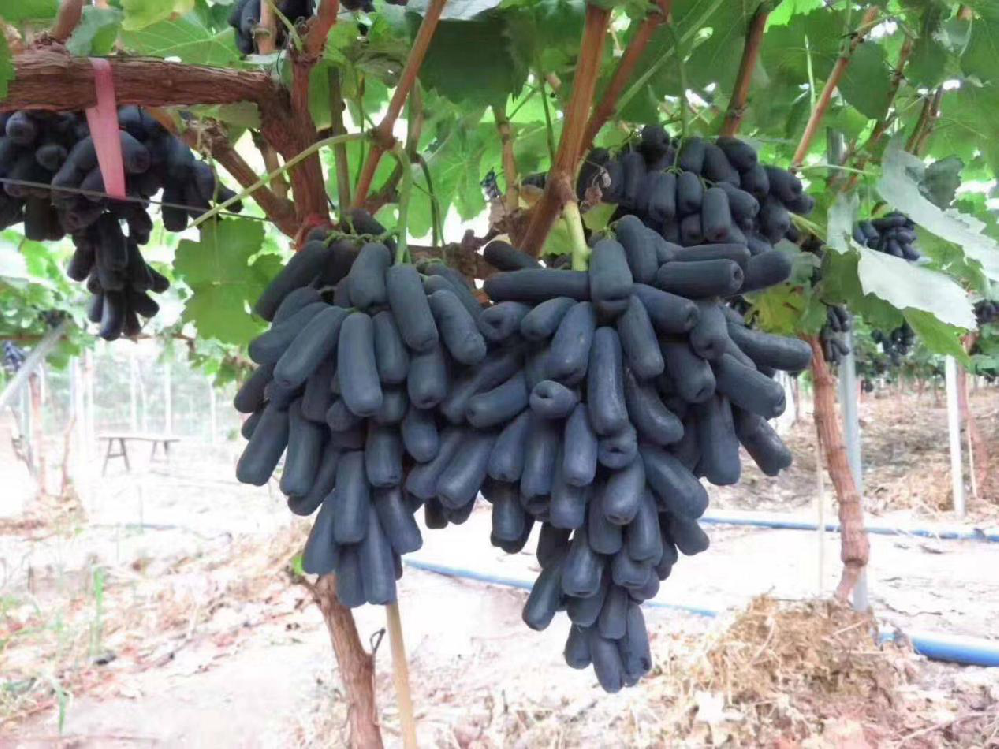 種植藍寶石葡萄，怎么使其高產(chǎn)呢？速看司普沃這篇文章