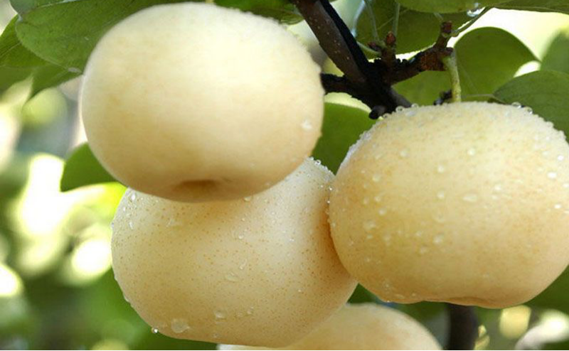 黃冠梨秋季如何管理？快與司普沃一起來看看！