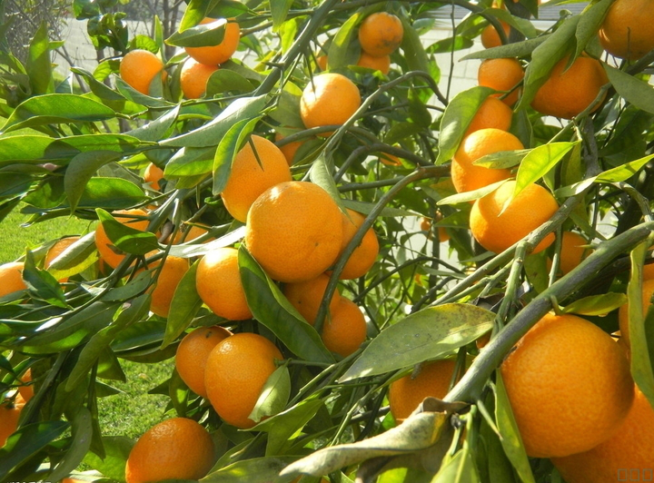 柑橘采前落果？是何原因？與司普沃一起來探究探究