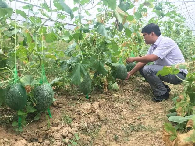 哈密瓜白粉病嚴重？如何進行防治？司普沃為您解答