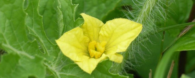 西瓜雄花無粉？這可嚴重了，與司普沃一起來看看該怎樣解決