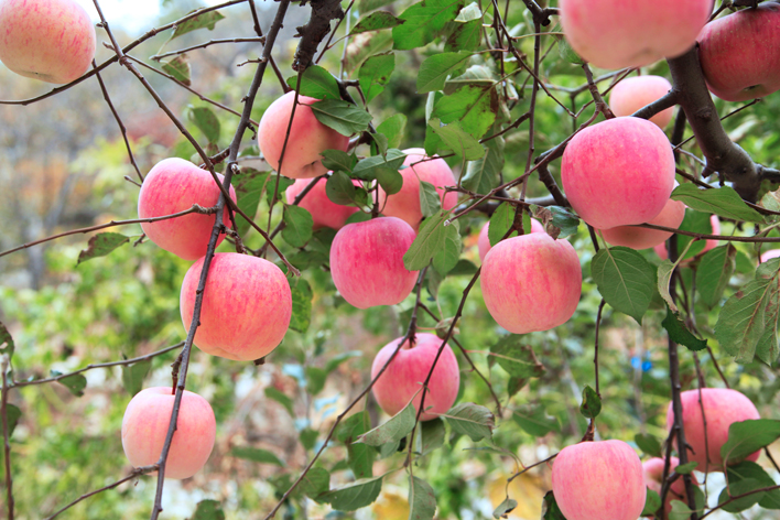 想要產出優(yōu)質蘋果，8月份該補充什么呢？司普沃帶您來了解