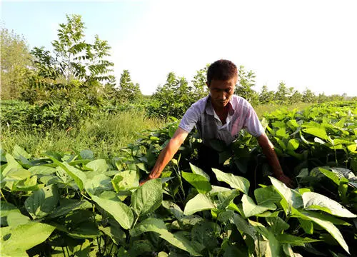 司普沃淺談黑豆種植技術與管理