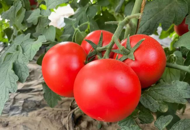 番茄定植前，防死棵需注意的幾個方面，與司普沃一起來看看
