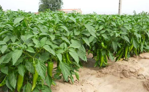 辣椒炭蛆病嚴(yán)重化，如何進(jìn)行有效防止？司普沃給出了答案