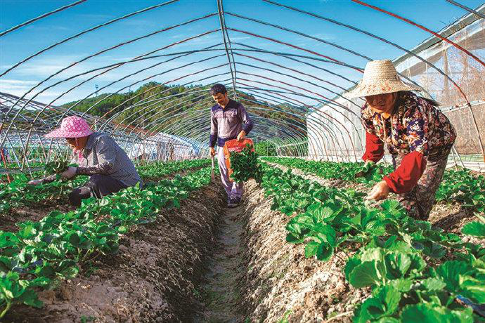 草莓栽后怎么補(bǔ)苗，才能獲得豐收，快與司普沃一起來看看