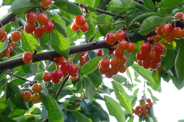 進(jìn)入到秋季，櫻桃一定要預(yù)防早期落葉，與司普沃一起來了解一下