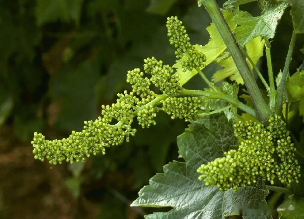 葡萄的花芽分化過程和管理，你了解多少呢？快與司普沃一起來看看