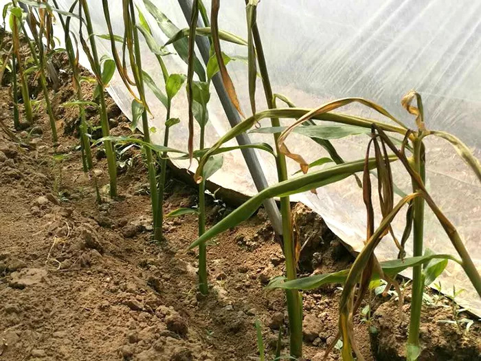 司普沃淺談生姜黃葉病防治技術與發(fā)病規(guī)律